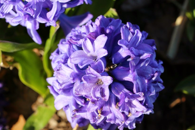Michigan Exposures Some Flowers