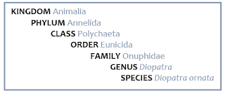Family: Onuphidae, Genus: Diopatra, Species: Diopatra ornata.