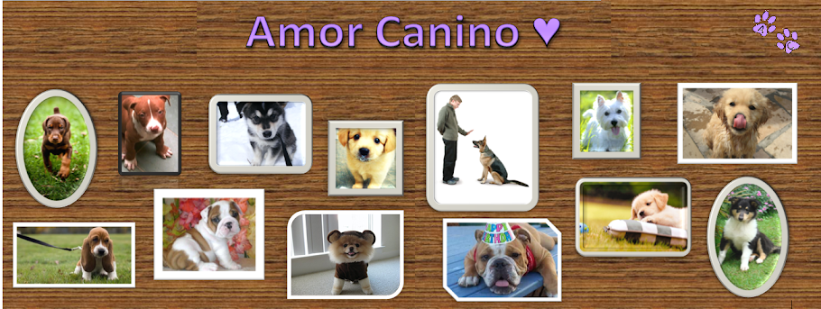 Amor Canino ♥