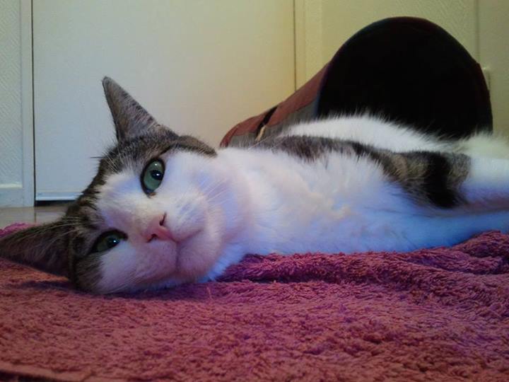 Comment soulager un chat qui a chaud ?