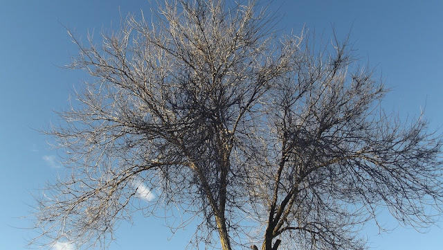 Árbol, Raices, 