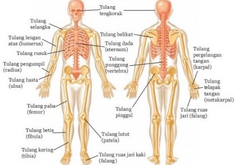 Tujuh pasang tulang rusuk sejati melekat pada tulang dada, yakni pada bagian