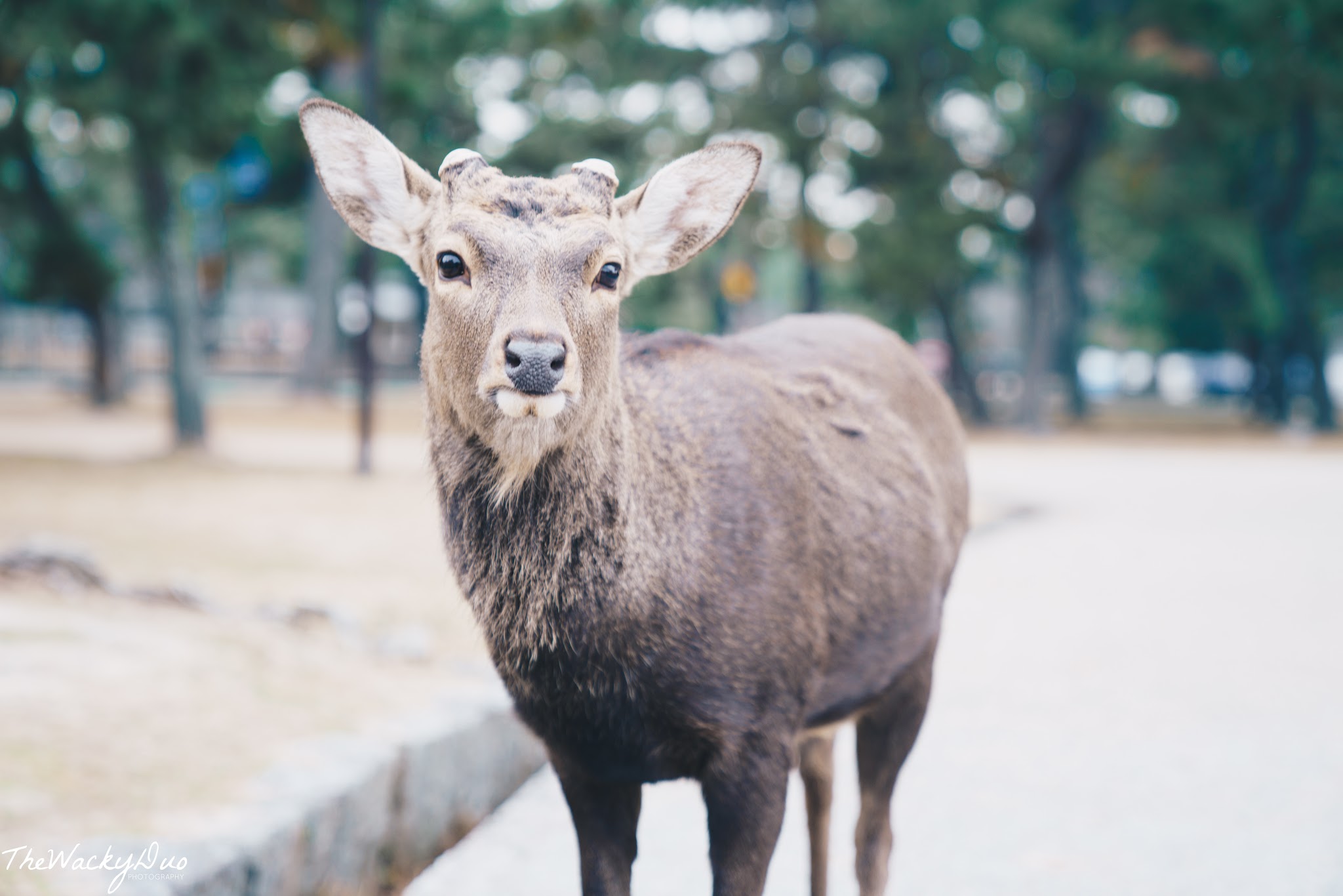 Nara Day Trip from Osaka Itinerary 2023 : Nara Park Deers , Todai-ji , Nakatanidou Mochi Pounding