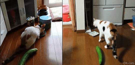 Cat GIF with caption • POW! 2 cats startled by sneaky cucumbers, haha, funny cat-like reflexes with backflips! Cat GIF with caption • POW! 2 cats startled by sneaky cucumbers, haha, funny cat-like reflexes with backflips!