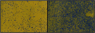 Water sensitive paper that had been placed within the soybean row 6 inches above the soil line when fungicides were applied with over the top of or within the canopy.