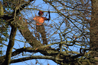 A worker in a tree removing dead branches