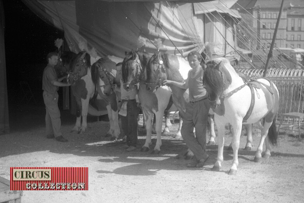 les chevaux et les palefrenier du Cirque Barum Kreiser  attendent pour entrer en piste 