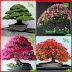 Bonsai Tree Buy With 77% Discount