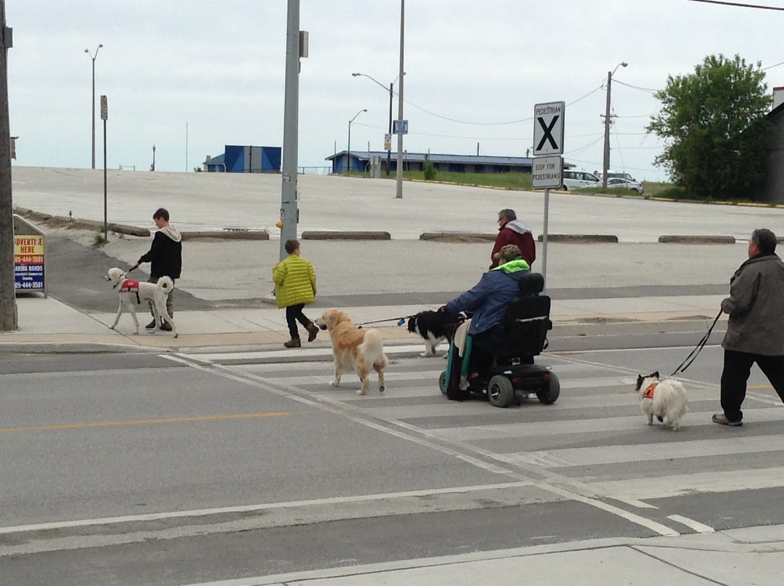 Adventures in PEI and Beyond! Walk for Dog Guides at Wasaga Beach
