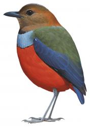 Laberinto en extinción Pita de Siau (Erythropitta palliceps)