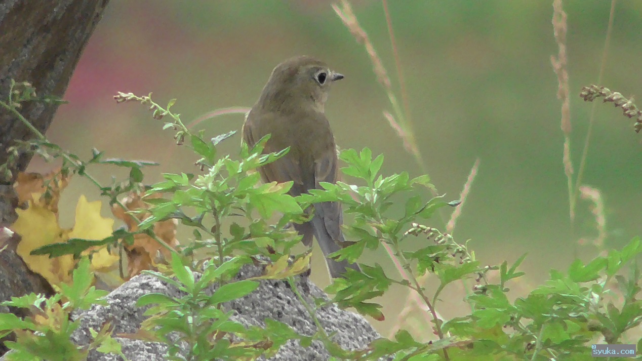 ルリビタキのメス ルリビタキのメス