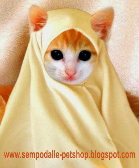Pengetahuan Tentang Kucing Cat Kata Pengantar Kucing
