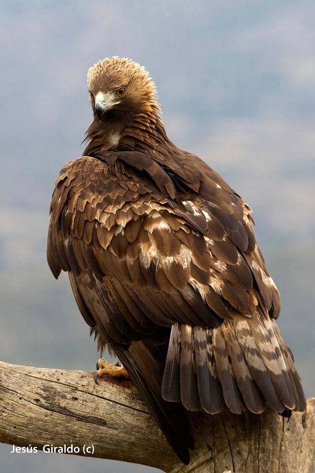 Jesús Giraldo Gutiérrez del Olmo. Visión natural: Águila real (AQUILA ...