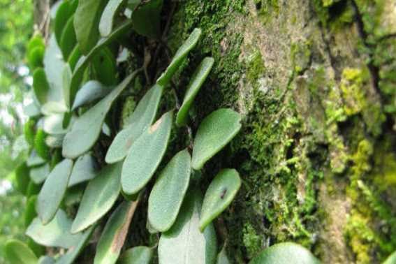 Khasiat Benalu Kopi Untuk Kesehatan Tubuh