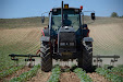 Harrowing sunflowers