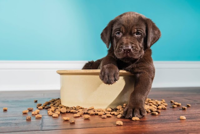3+1 λόγοι να προσθέσετε την κανέλα στη διατροφή του σκύλου σας!