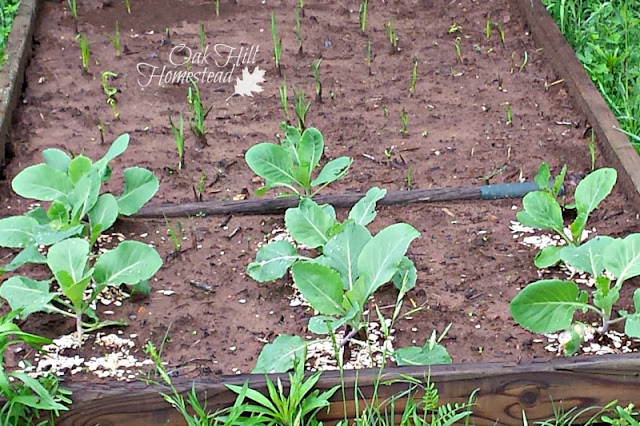 Cabbage and onions growing in a raised bed in a partly-shady corner of the garden.