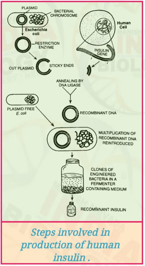 Genetically Engineered Insulin: Production of Human Insulin