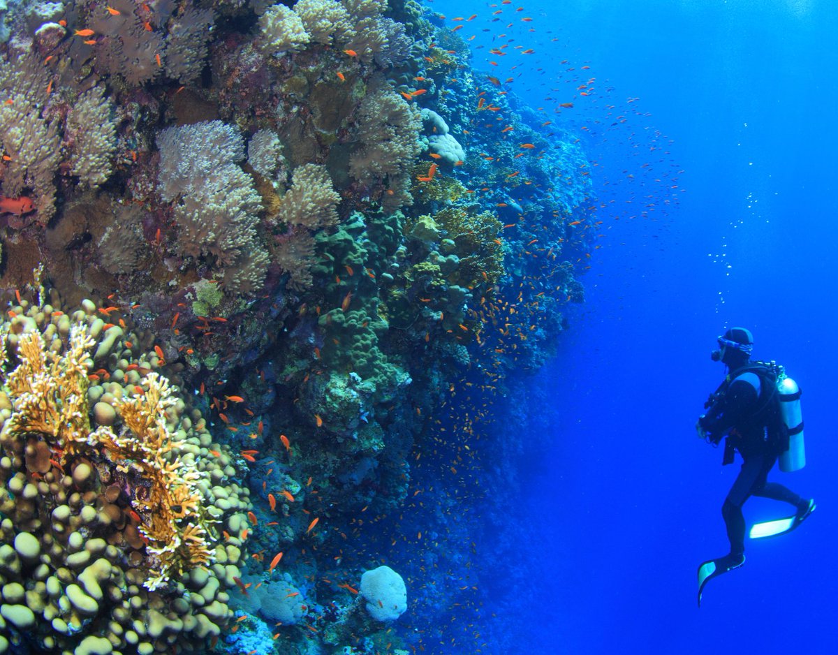 Paku Midin The Top 15 Best Places To Scuba Dive In The World
