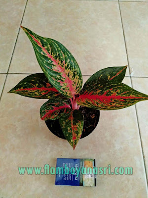 35 Jenis Aglaonema Beserta Gambar