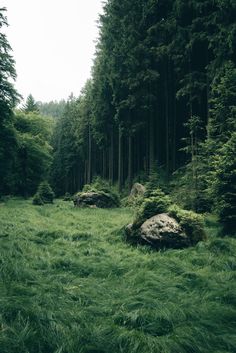 forest images