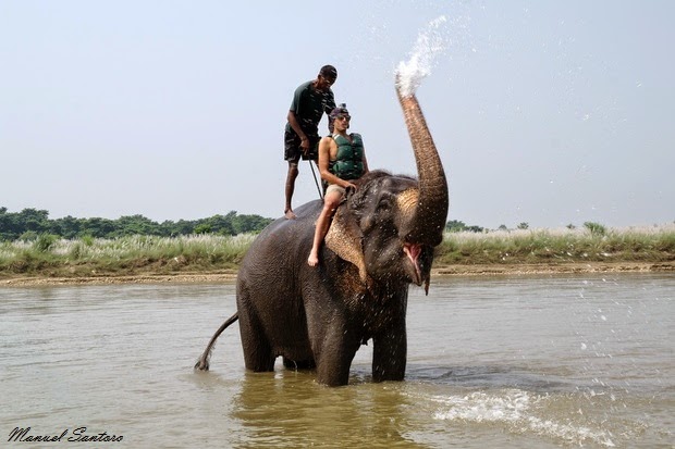 Sauraha, lavaggio degli elefanti nel fiume Rapti Sauraha, lavaggio degli elefanti nel fiume Rapti