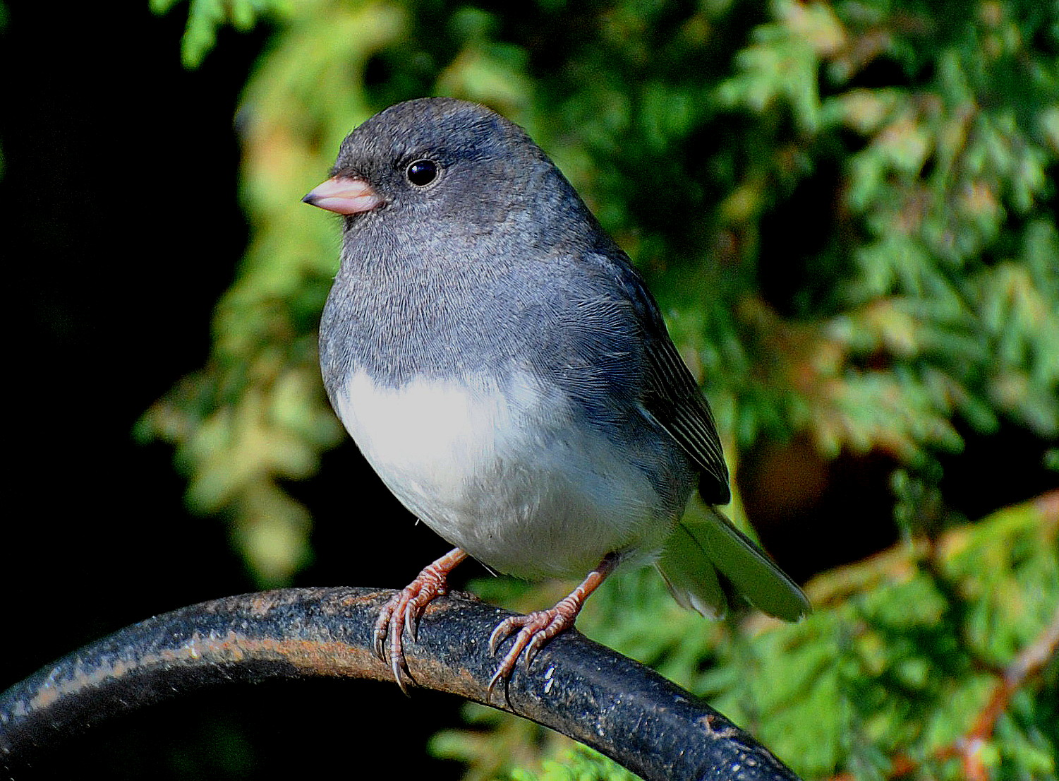 BARRY the BIRDER Ontario Winter Birds 2