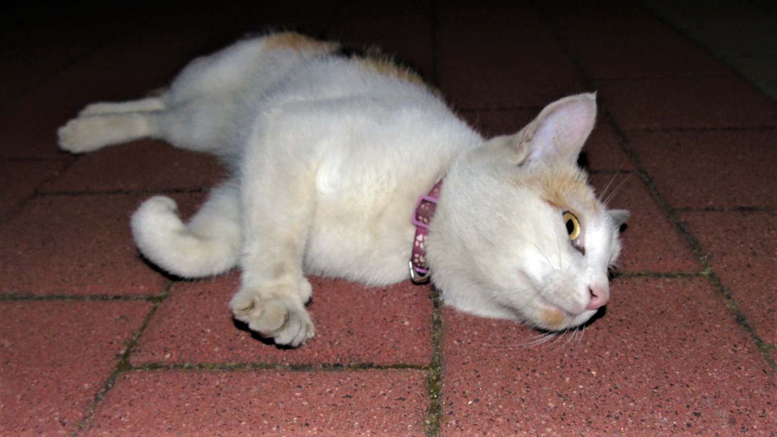 Data zrobienia zdjęcia: 9 sierpnia 2020