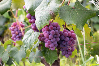 Take grape juice during Navratri fast Take grape juice during Navratri fast