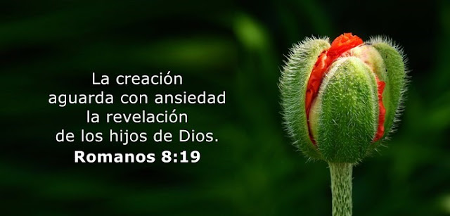 La creación aguarda con ansiedad la revelación de los hijos de Dios.