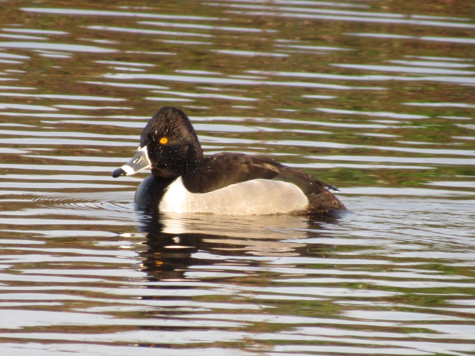 Wings and Daydreams Ducks at the Colusa National Wildlife Refuge