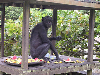 Gregoire: 62 yaşına ulaşmış bir şempanze.