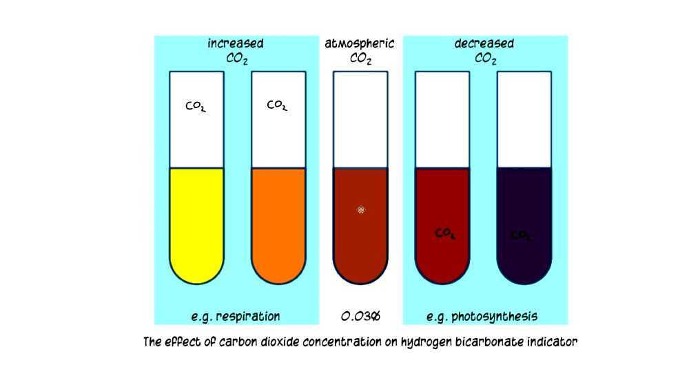 Bicarbonate indicator