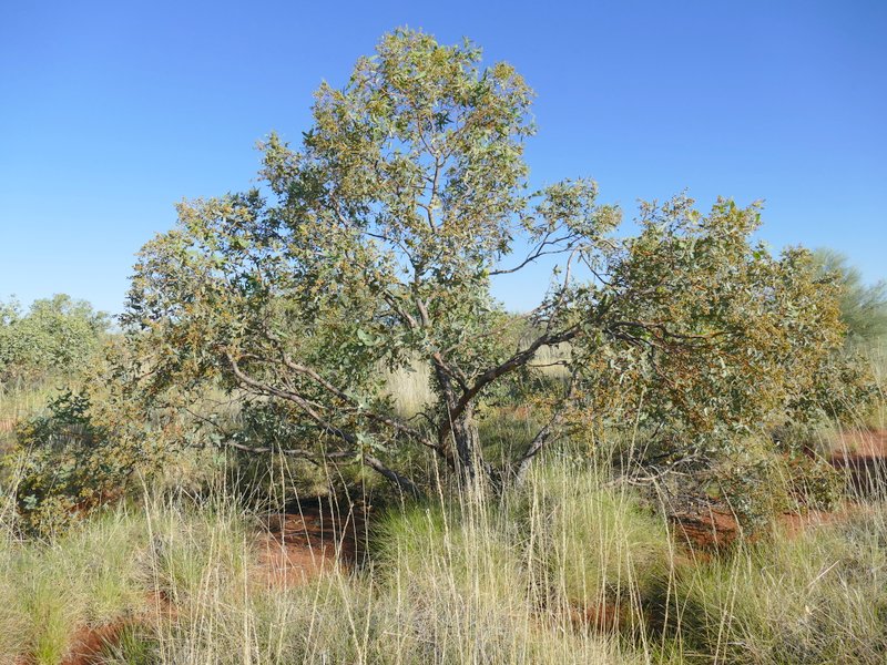 Ian Fraser Talking Naturally The Great Sandy Desert 3 Trees And Herbs