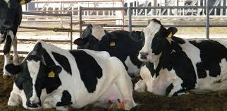 دراسة جدوى فكرة مشروع تربية الأبقار الحلوب فى هولندا 2023