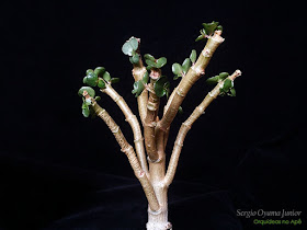 Orquideas No Ape Como Podar Suculentas