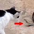 Παράξενο βίντεο δείχνει γάτα να παλεύει με φίδι το οποίο καταβροχθίζεται από ένα βάτραχο.