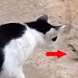 Παράξενο βίντεο δείχνει γάτα να παλεύει με φίδι το οποίο καταβροχθίζεται από ένα βάτραχο.