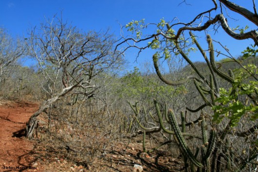 No Dia da Caatinga, IMA ressalta a importância da preservação do bioma 
