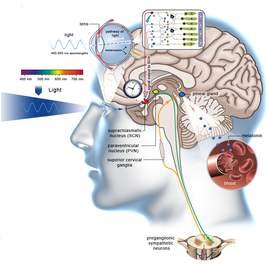 My brain cancer story Clock genes, chronotherapy, exogenous ketones