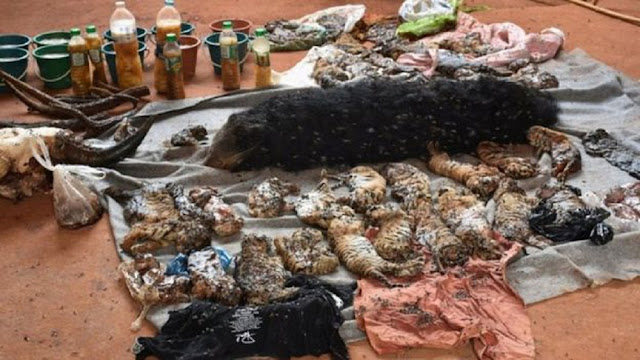 В 2016 году при полицейском рейде в храме в холодильнике были найдены останки 40 тигрят.