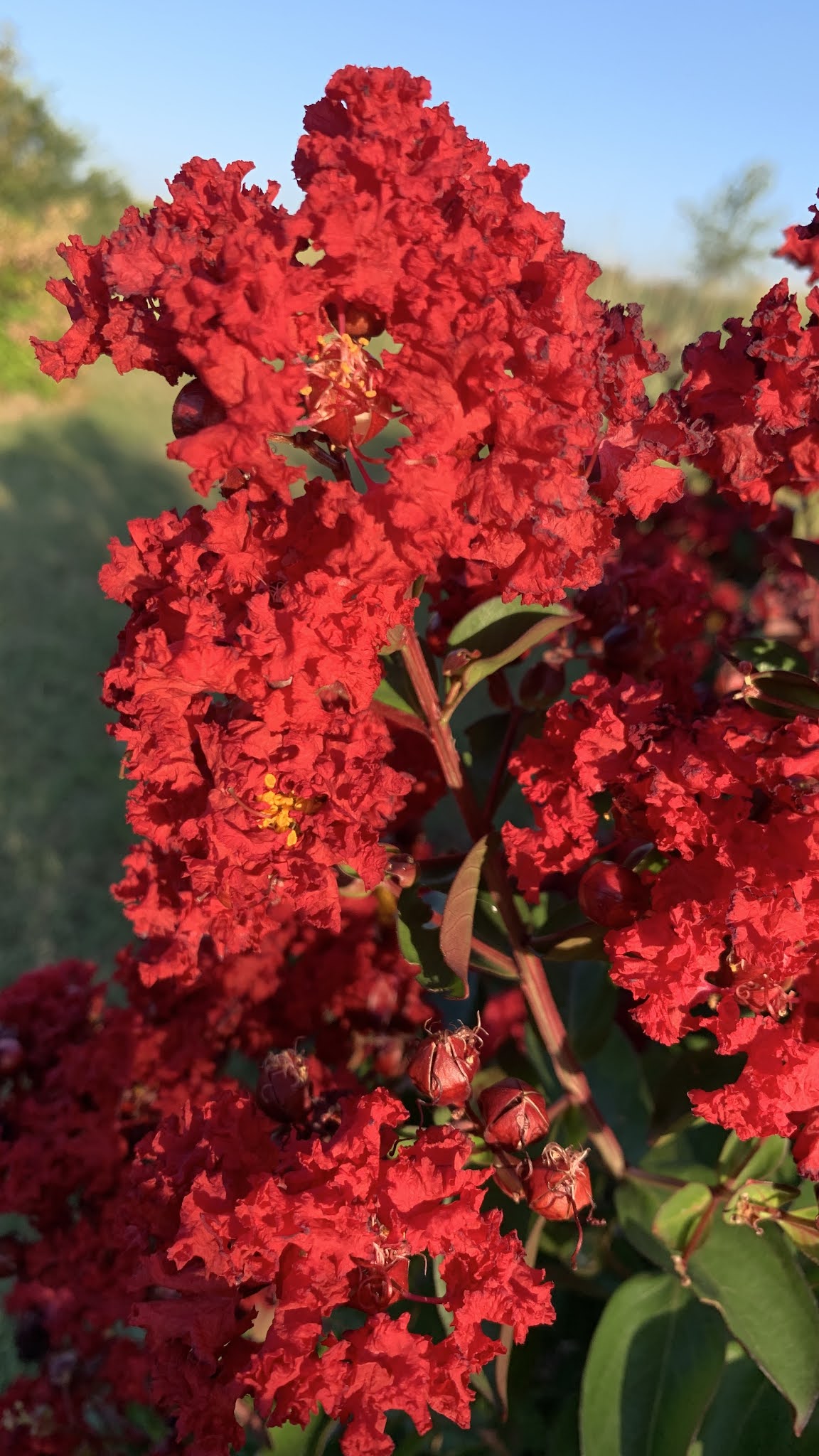 Garden Musings: Canadian Roses