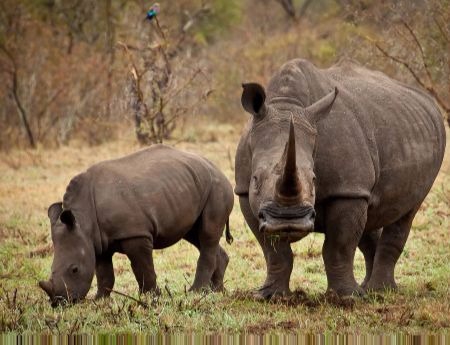 Sehat dan Lestari Indonesiaku