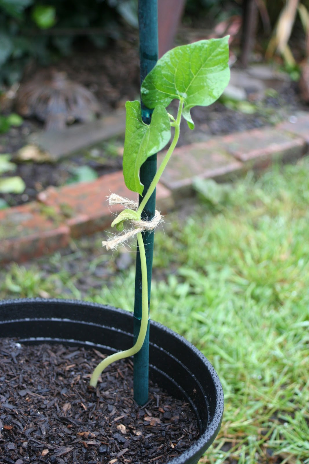Lilliedale Building a Bean Fort