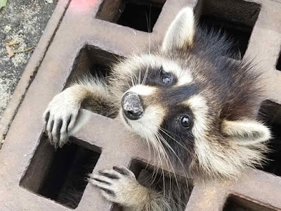 Bomberos de EU rescatan a tierno mapache que atoró su cabeza en coladera