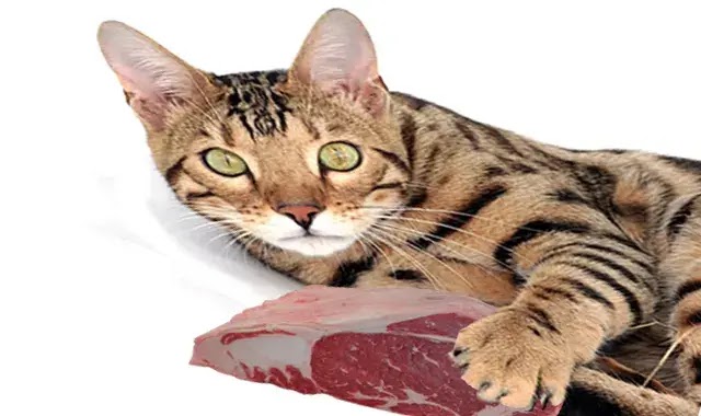 Les Chats Bengal Peuvent-Ils Manger Du Steak?