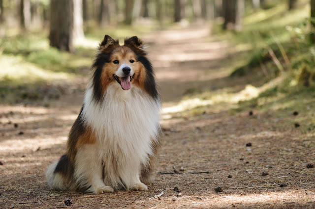 A happy Sheltie sits on a path in some woods. Dogs trained with rewards only are more optimistic than dogs trained with aversive methods, study shows.
