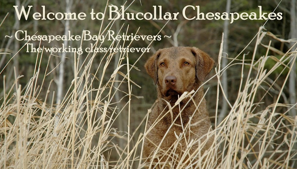Welcome to Blucollar K-9s