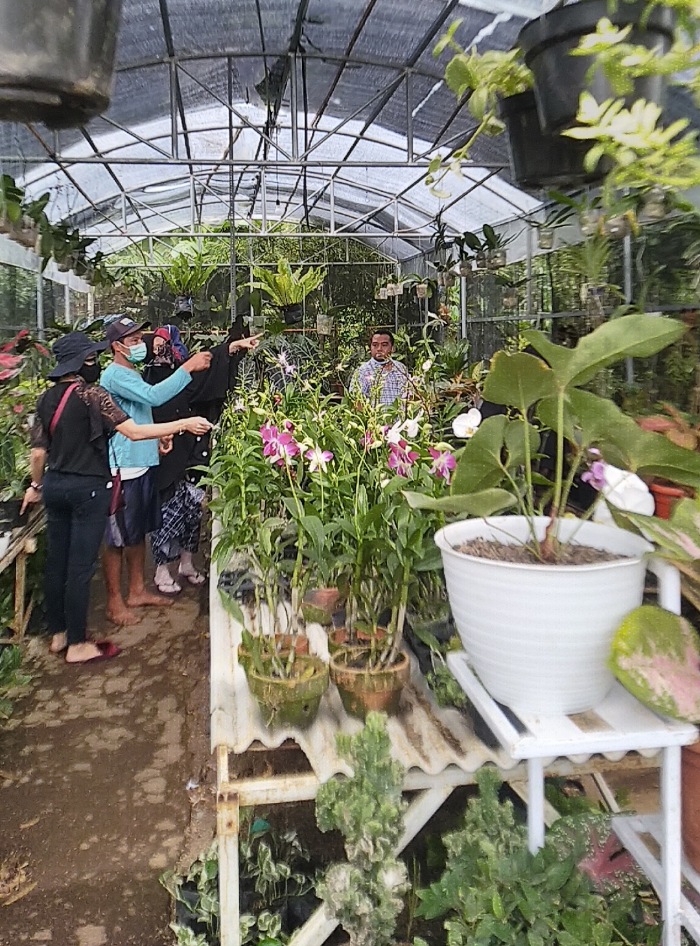 Borong Bunga Bunga Cantik Di Pasar Tanaman Pingli Di Ungaran