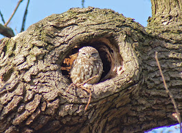 Little Owl